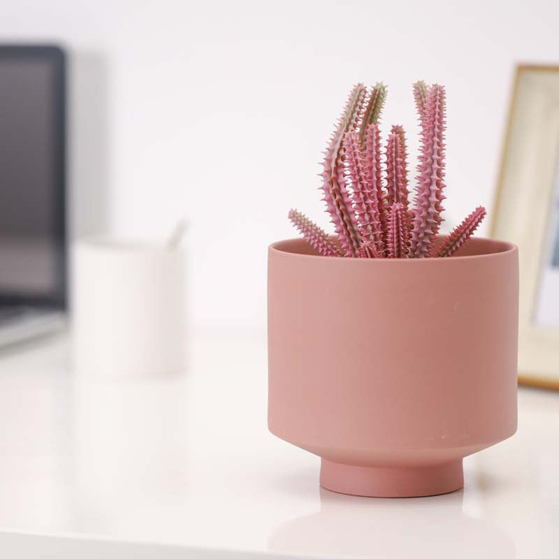 Indoor Succulent Pots - Mod Nest